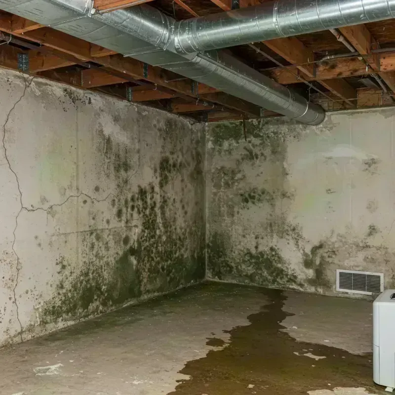 Professional Mold Removal in Gunnison County, CO